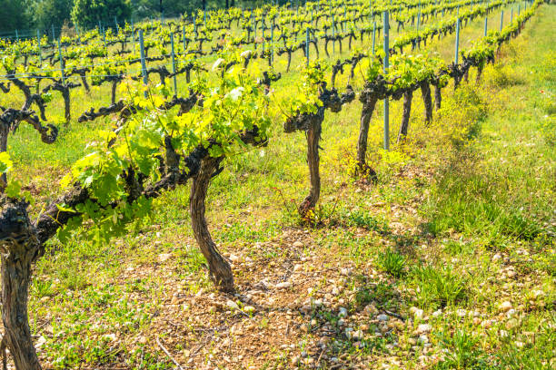 istock Rows of grapes in a vineyard 849258244
