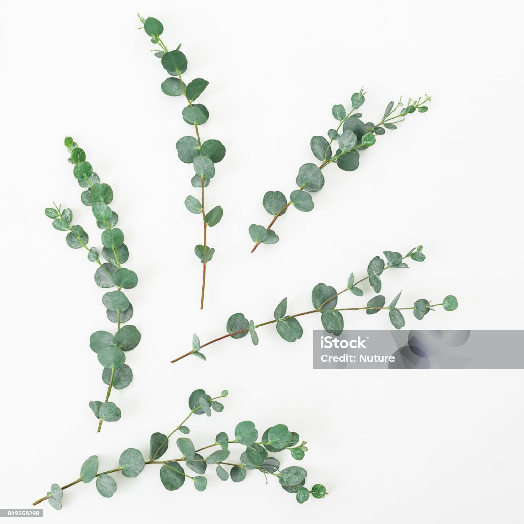 Floral layout made of eucalyptus branches on white background. Flat lay, top view Eucalyptus Tree Stock Photo
