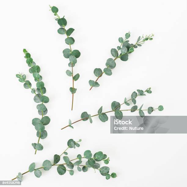 Floral Layout Made Of Eucalyptus Branches On White Background Flat Lay Top View Stock Photo - Download Image Now