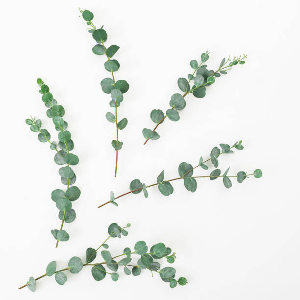 floral layout made of eucalyptus branches on white background. flat lay, top view - eucalyptus tree plants isolated objects nature imagens e fotografias de stock