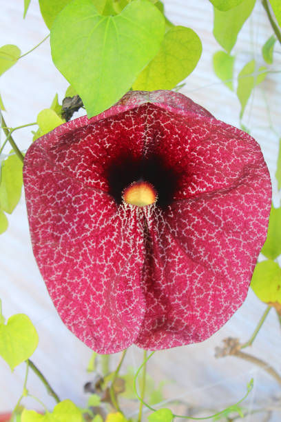 istock tropical ornamental flower with leaves 849258768