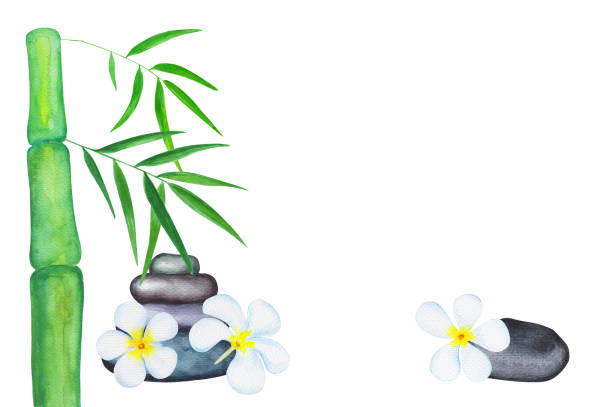 illustrazioni stock, clip art, cartoni animati e icone di tendenza di foglie di bambù verdi e fiori di frangipani illustrazione ad acquerello. - arrangement asia backgrounds balance