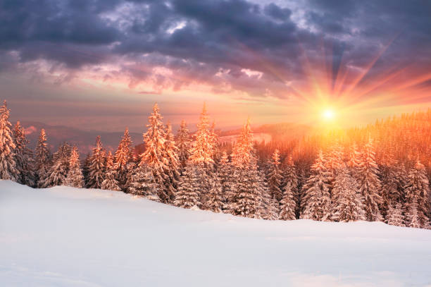 istock Forest after a storm in the Carpathians 849259674
