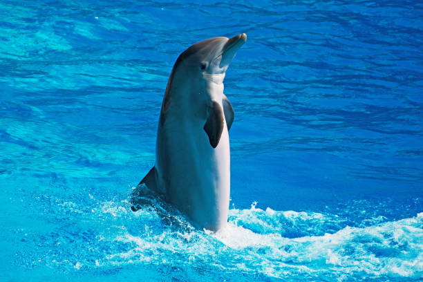 istock Dolphin having fun in clear blue sea. Place for text. 849264342