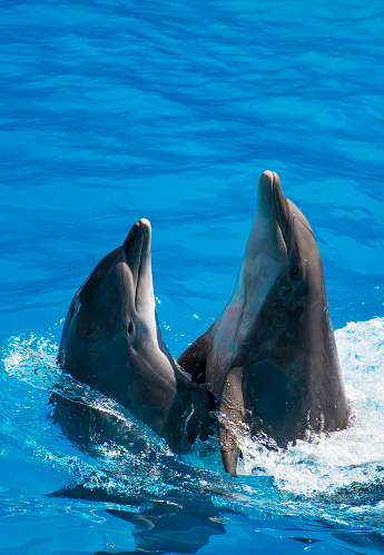 Dos delfines bailando en el agua. Lugar para el texto. photo