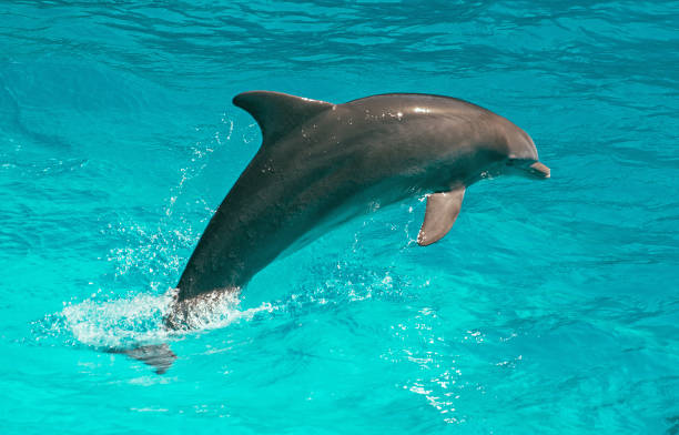 istock Dolphin floating in the water. Place for text. 849264398