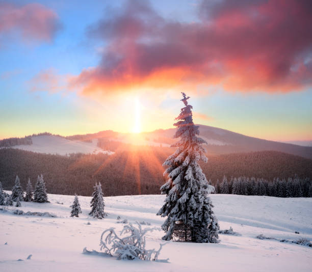 istock Forest after a storm in the Carpathians 849265748