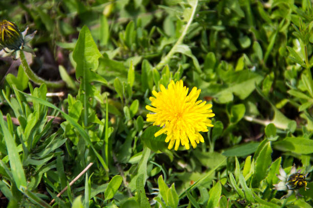 istock Yellow dandelions on meadow 849265846