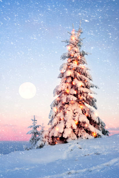 istock Forest after a storm in the Carpathians 849268462