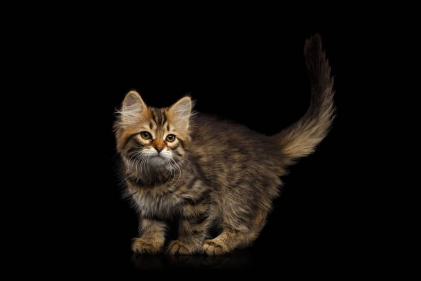 istock Siberian kitten on isolated black background 849269072