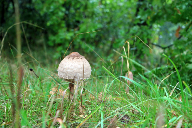 rozites caperata 버섯 - 끈적버섯과 뉴스 사진 이미지