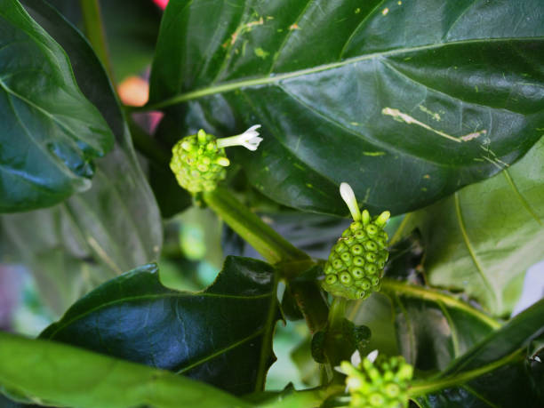 Small green Noni (Morinda citrifolia) fruit tree plant with leaf and white flower Small green Noni (Morinda citrifolia) fruit sprouting from tree plant with big dark green leaves and white flower bouquet background noni fruit stock pictures, royalty-free photos & images