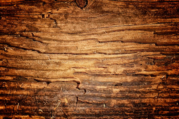istock The old wood texture with natural patterns and cracks on the surface as background 849270700