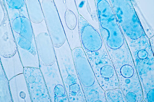 セル構造工場 (タマネギ) 顕微鏡教室教育下で表示されています。 - 顕微鏡 写真 ストックフォトと画像