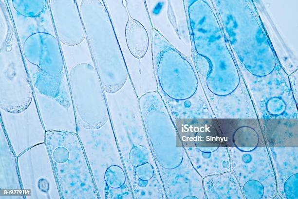 Cell Structure Plant Showing Under The Microscope Classroom Education Stock Photo - Download Image Now