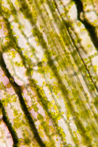 istock Cell structure Hydrilla, view of the leaf surface showing plant cells under the microscope for classroom education. 849279198