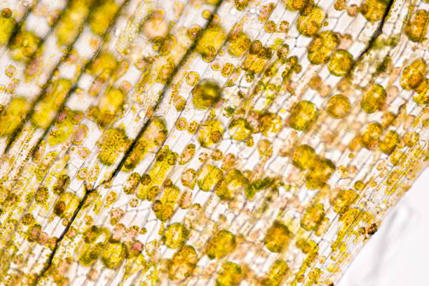istock Cell structure Hydrilla, view of the leaf surface showing plant cells under the microscope for classroom education. 849279278