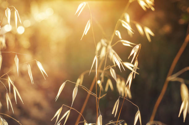 The sun shining through the grass. Wild oats. Avena fatua. The sun shining through the grass. Wild oats. Avena fatua. Toned image avena fatua stock pictures, royalty-free photos & images