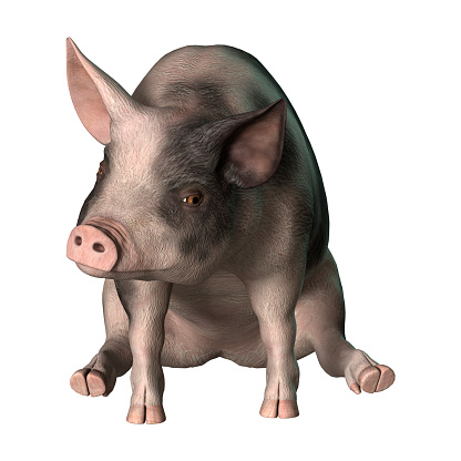 3D rendering of a pig isolated on white background