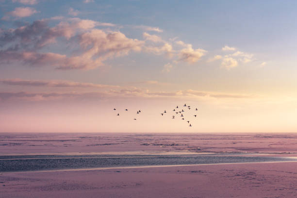 winter horizon at a frozen lake - winter lake snow fog imagens e fotografias de stock