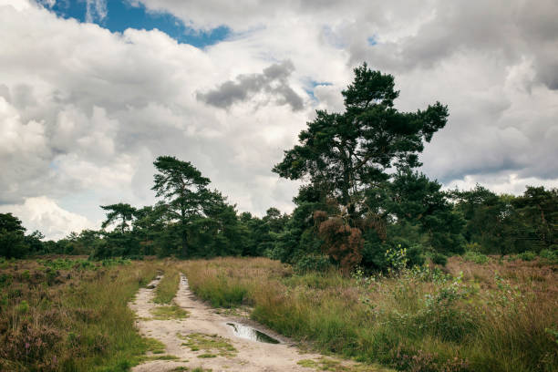 Country path in moorland with pines and blue cloudy sky.