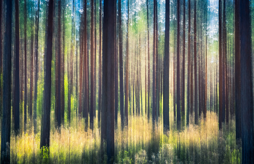 Whispering trees. This effect has been made by swinging the camera. This has been taken by sunny summer day in pine forest Nurmijärvi, Finland