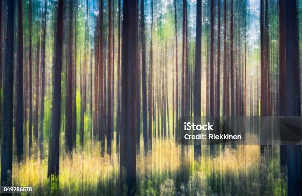 Whispering Trees This Effect Has Been Made By Swinging The Camera This Has Been Taken By Sunny Summer Day In Pine Forest Nurmijärvi Finland Stock Photo - Download Image Now