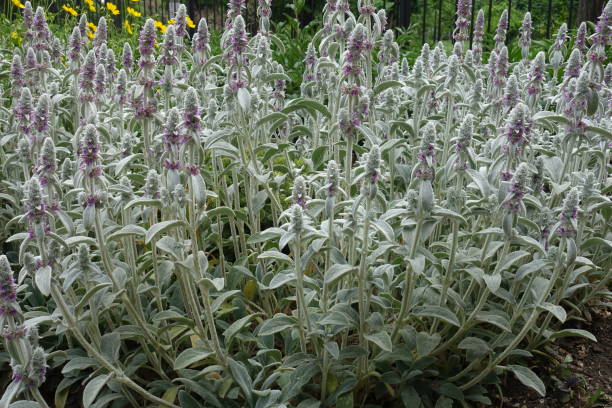 Pink flowers of lambs ear in summer Pink flowers of lambs ear in summer big ears stock pictures, royalty-free photos & images