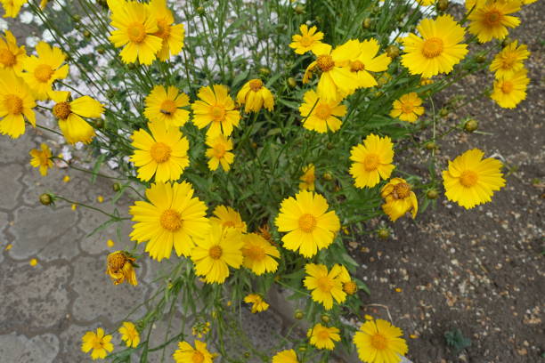 istock Flower heads of Coreopsis lanceolata from above 849293048