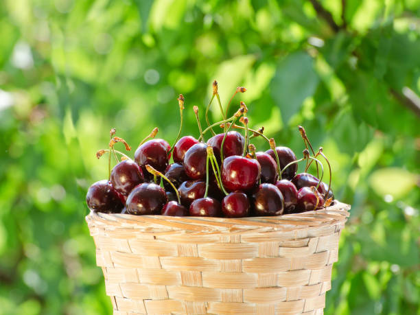 istock Wicker basket with ripe cherries on a background of greenery. Close up 849293822