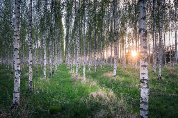 istock Many birch trees in the forest in the daytime 849293864
