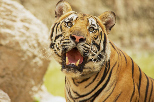 istock Adult Indochinese tiger. 849297914