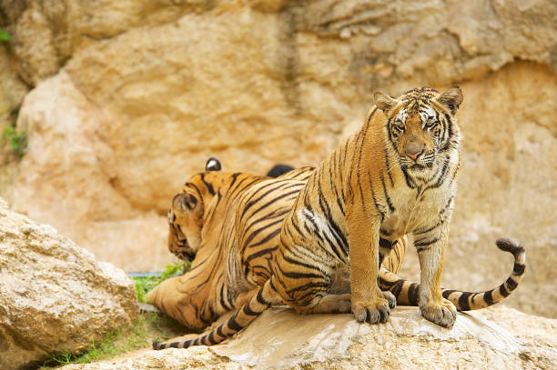 istock Adult Indochinese tiger. 849297938