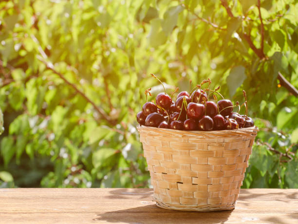 istock Wicker basket with ripe cherries on a background of greenery 849298566