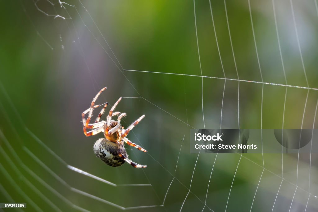 Common Orb Spider spinning its web A Common Orb Spider spinning and intricate web with a soft green diffused backgroud Spinning Web Stock Photo