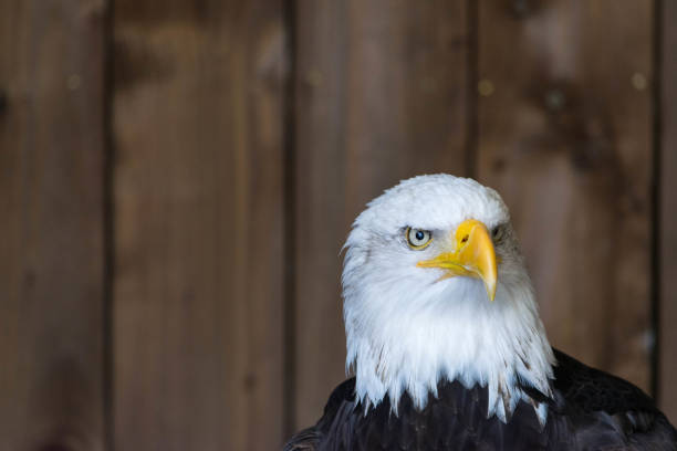 Portrait of a bald eagle Haliaeetus Leucocephalus. Portrait of a bald eagle Haliaeetus Leucocephalus. northern curly tailed lizard leiocephalus carinatus stock pictures, royalty-free photos & images