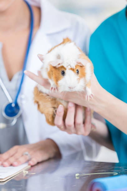 istock Cute guinea pig at the veterinarian's office 849302308