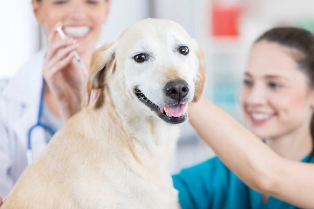 istock Cute dog receives annual vaccination 849302312