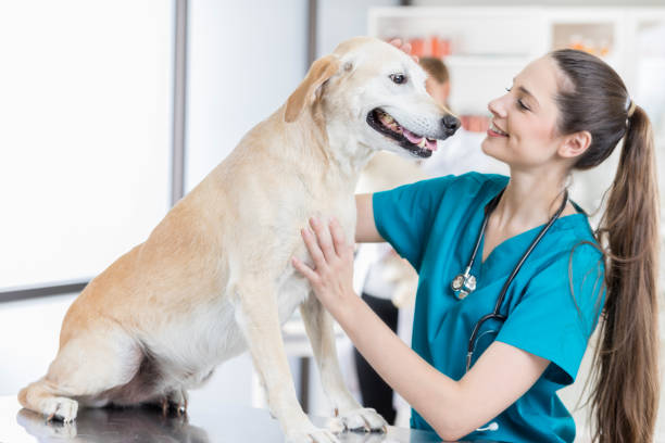istock Confident veterinary assistant pets a mature dog 849302322