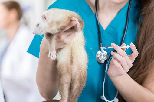 Female veterinarian prepares to give a pet ferret a vaccine.