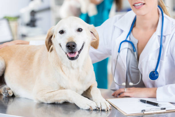istock Large dog is examined during annual exam 849302336