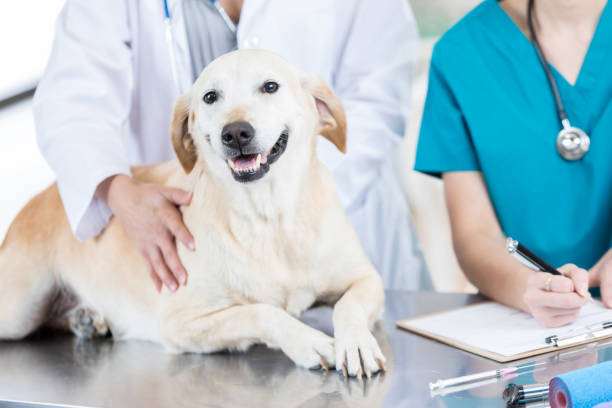 istock Happy dog at the veterinarian's office 849302340