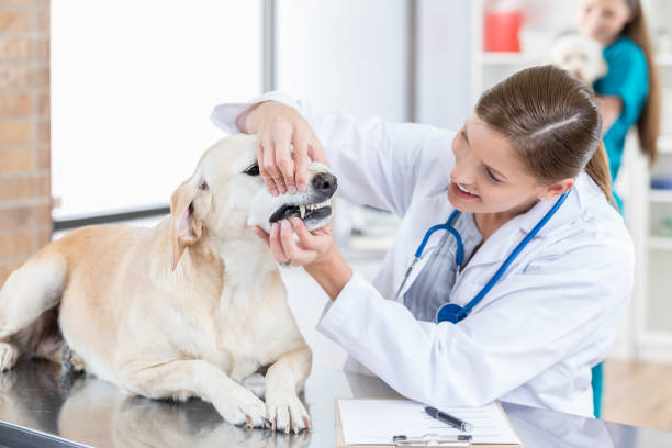 istock Thorough veterinarian examines a large dog's teeth 849302342
