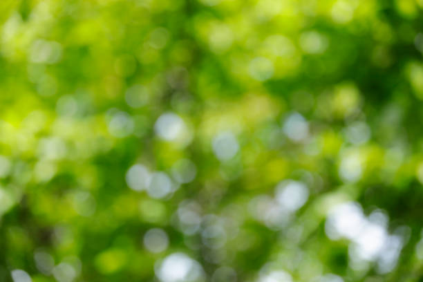istock Abstract defocused green nature background 849306262