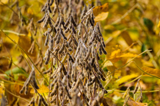istock close up of soybeans as harvest time approaches 849315922
