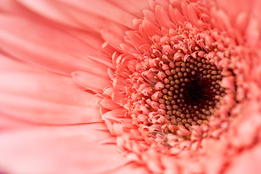 Pink daisy (Bellis perennis) macro photography in the garden.