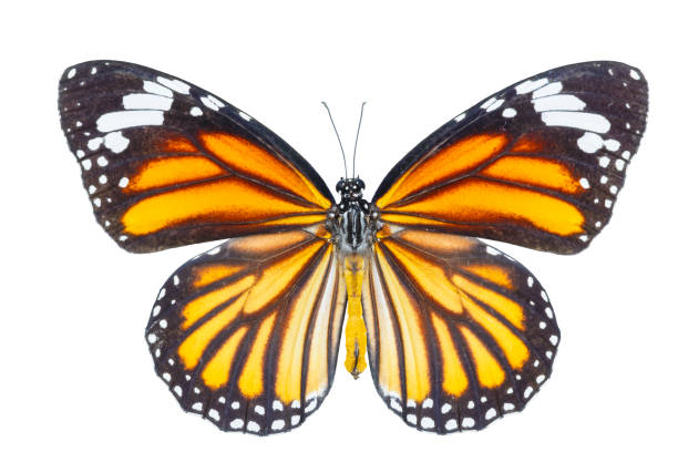 istock Top view of common tiger butterfly ( Danaus genutia ) on white 849319966