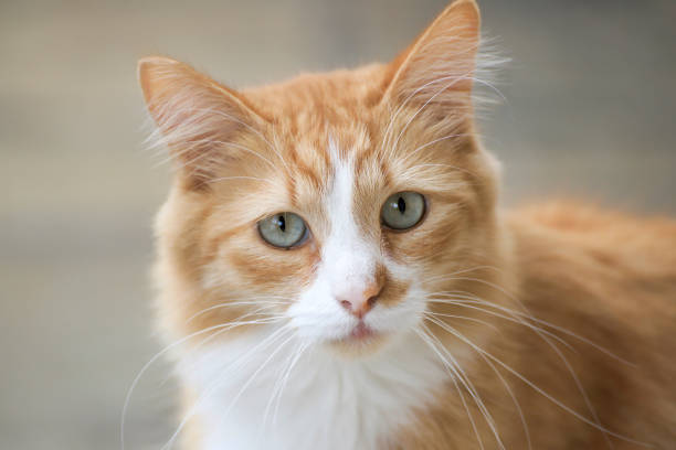 istock A Young, Perfect Ginger and White Cat in close up. 849321668