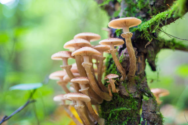 istock mushrooms honey agarics in a forest on a tree 849321984