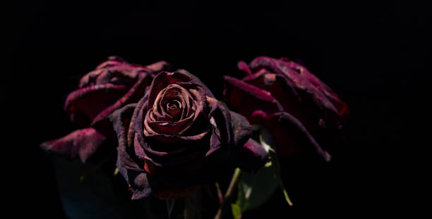 istock Beautiful roses with a black background 849331004